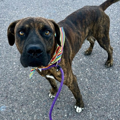 CHARLES - Cane Corso Mastiff available for adoption