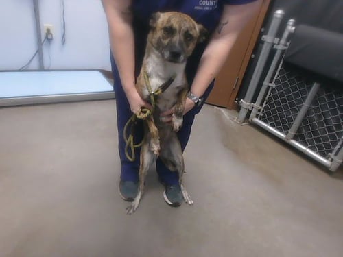 ARYA - Dutch Shepherd / Basenji available for adoption