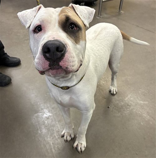 STORM - American Bulldog available for adoption
