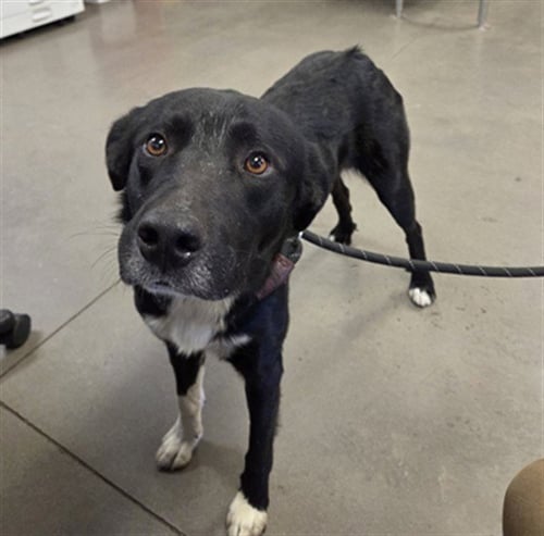 DONALD - Labrador Retriever available for adoption