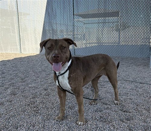 VIDA - American Pit Bull Terrier available for adoption