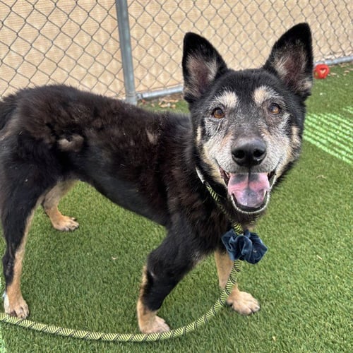 BARKLEY - Shiba Inu / German Shepherd Dog available for adoption