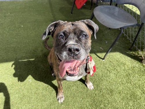 STILETTO - Mastiff / Boxer available for adoption