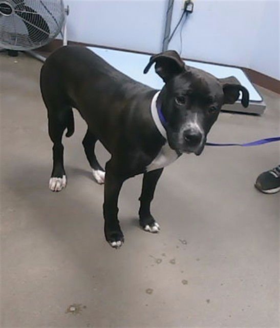 PINTO - Labrador Retriever available for adoption