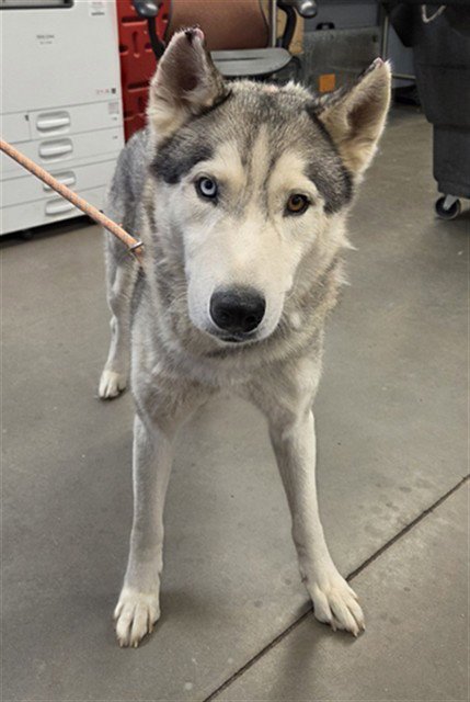HULK - Siberian Husky available for adoption
