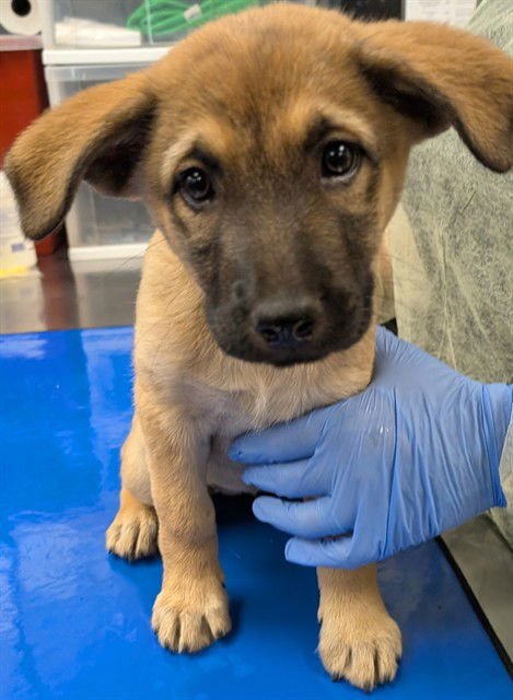 BUBBLES - German Shepherd Dog available for adoption