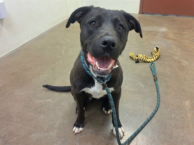 MARMALADE - Labrador Retriever / American Pit Bull Terrier available for adoption