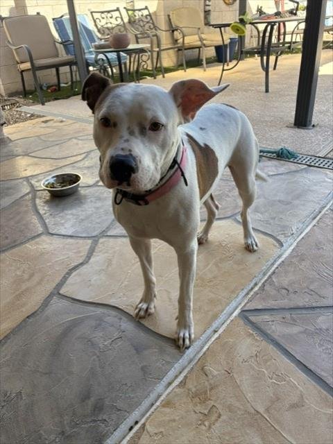 AMY - American Pit Bull Terrier available for adoption