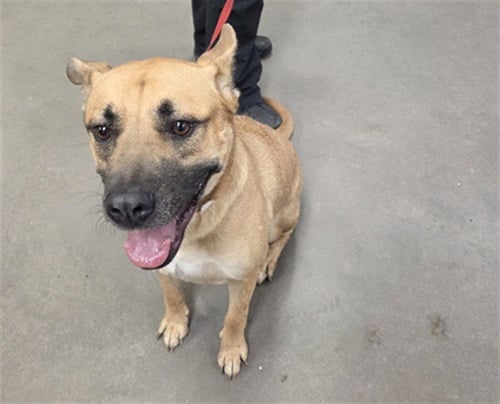 VICTOR - German Shepherd Dog available for adoption