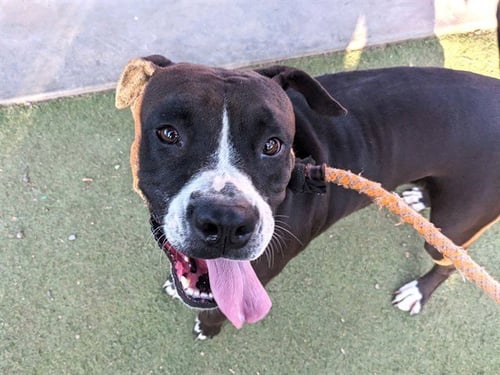 BROOKE - Boxer / American Pit Bull Terrier available for adoption