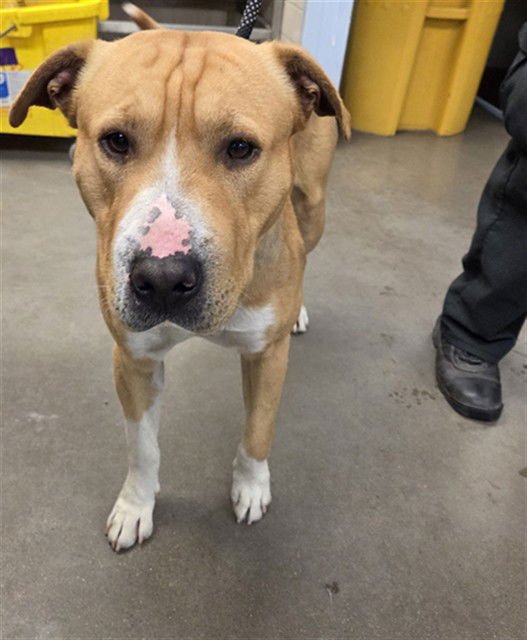 RUFFLES - Labrador Retriever / American Staffordshire Terrier available for adoption