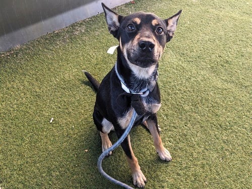 ACE - Australian Kelpie available for adoption