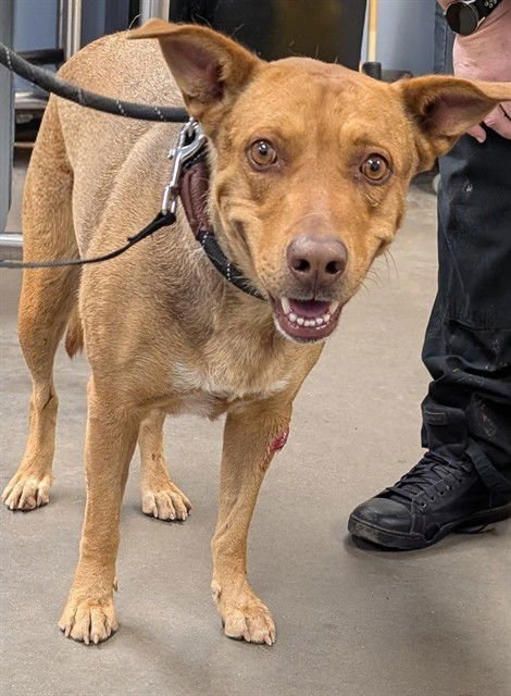 PUDDING - American Pit Bull Terrier available for adoption