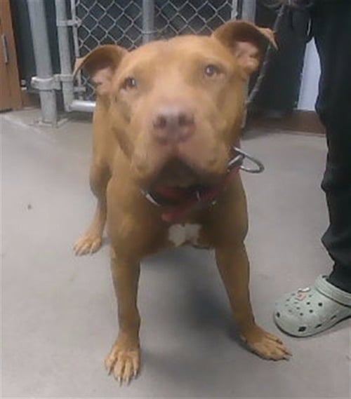SMILEY - American Pit Bull Terrier available for adoption