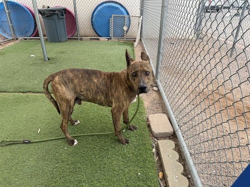 TWINKLE - American Pit Bull Terrier available for adoption