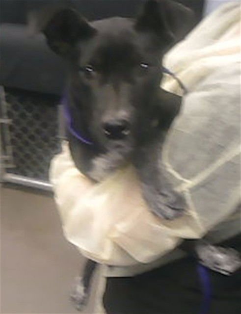 PUPPERINA - Labrador Retriever available for adoption