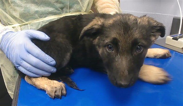 ROSEMARY - German Shepherd Dog available for adoption