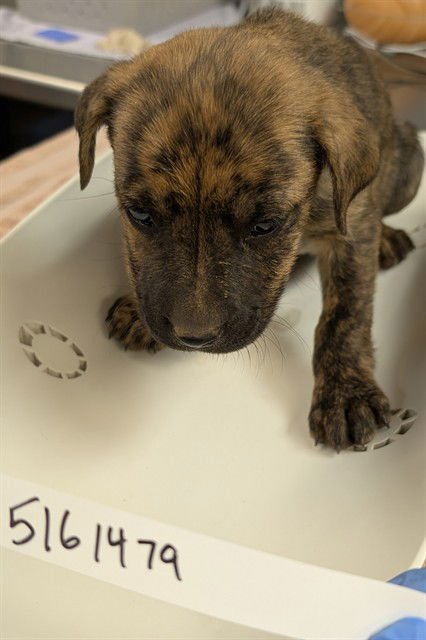 SUNFLOWER - German Shepherd Dog available for adoption