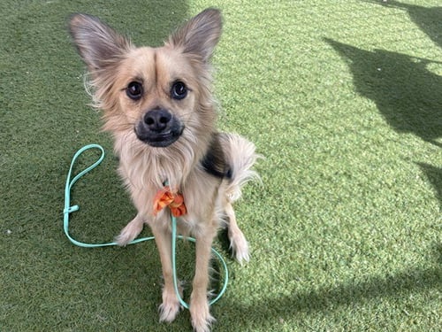 MARTY - Chihuahua available for adoption