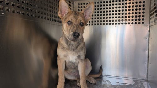 TYKE - German Shepherd Dog available for adoption