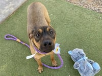 BOWSER - Photo 1