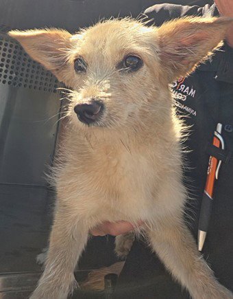 AMIKA - Chihuahua available for adoption