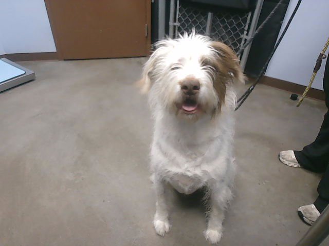 SPOCK - Border Terrier available for adoption