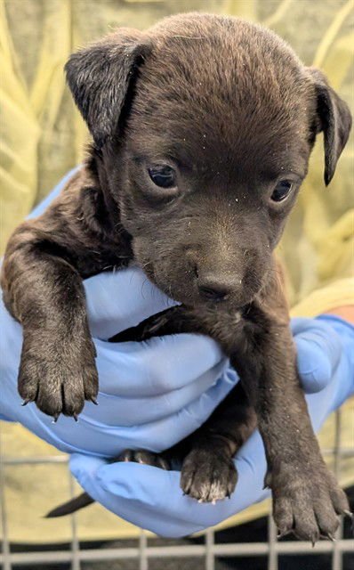 SWISS ROLL - Chihuahua available for adoption