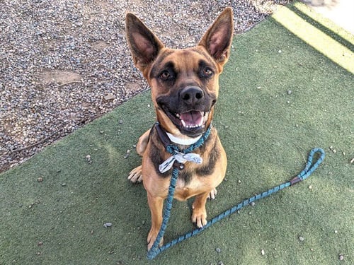 MAIA - German Shepherd Dog available for adoption