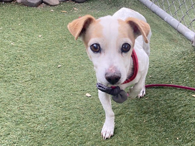 SHILO - Parson Russell Terrier available for adoption