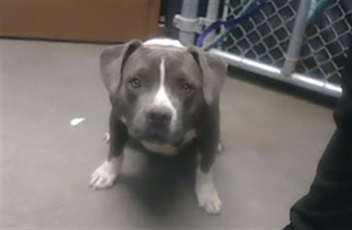DUMBO - American Pit Bull Terrier available for adoption