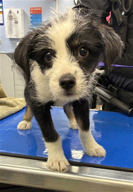 SKY - Jack Russell Terrier (Parson Russell Terrier) available for adoption