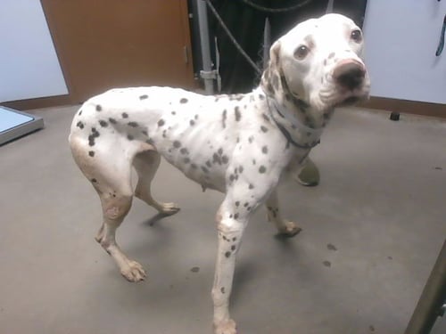 LOU - Dalmatian available for adoption