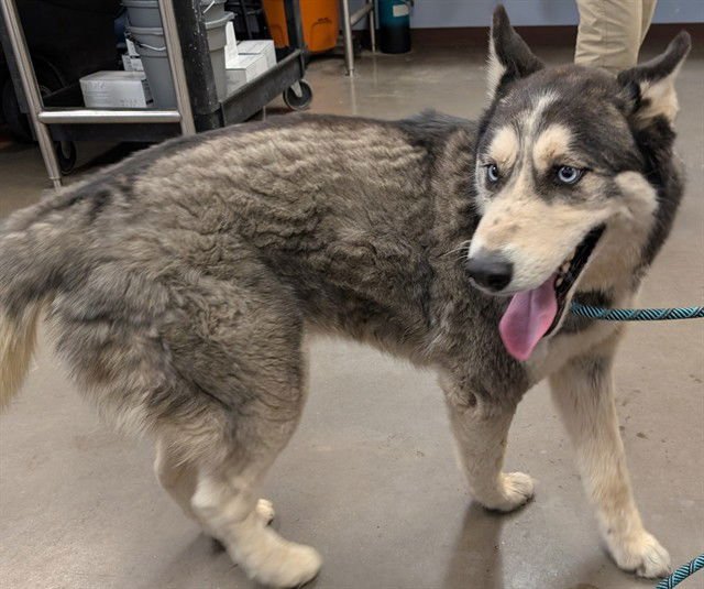 WESLEY - Siberian Husky available for adoption