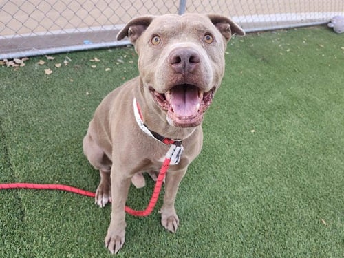JACKSON - American Pit Bull Terrier / Labrador Retriever available for adoption