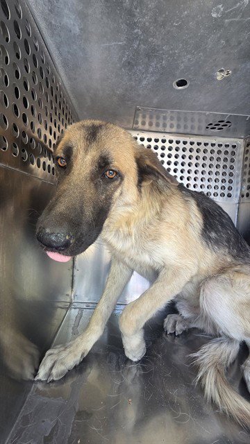 SUPRA - German Shepherd Dog available for adoption