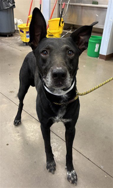 MONTY - German Shepherd Dog available for adoption