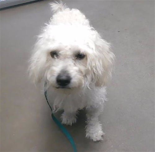 HOPSCOTCH - Poodle (Miniature) available for adoption