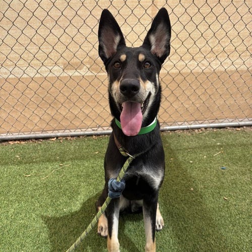 HAZEL - Australian Kelpie available for adoption
