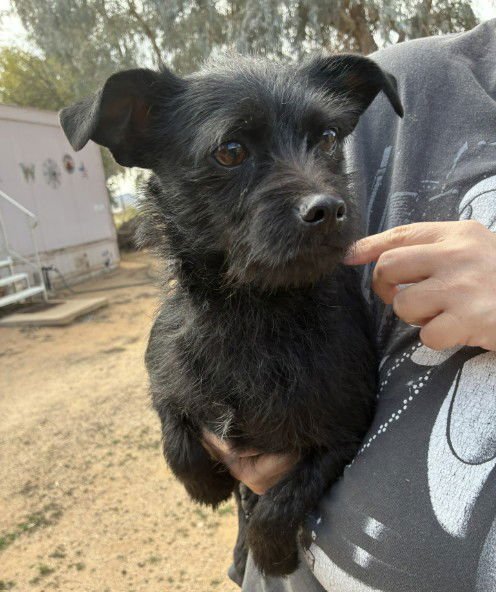 BALLERINA - Cairn Terrier available for adoption