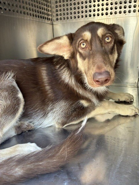 BINX - German Shepherd Dog available for adoption