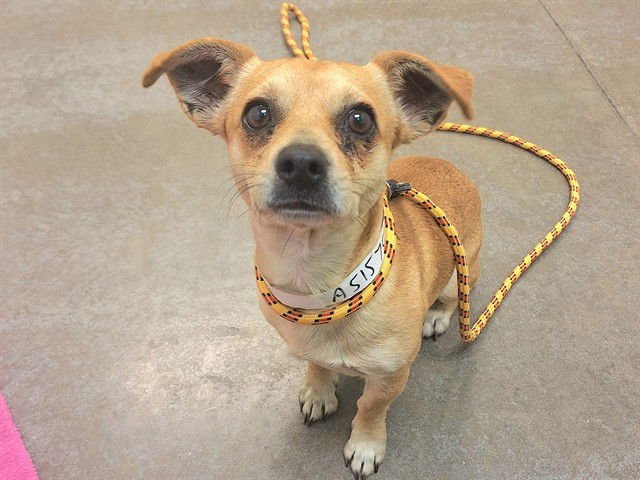 TIKKA - Chihuahua available for adoption