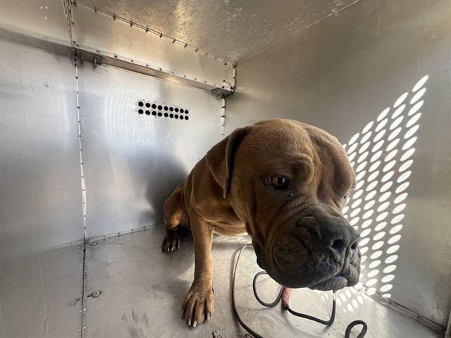 OLLIE - Dogue de Bordeaux available for adoption