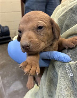 TIMON - Dachshund / Doberman Pinscher available for adoption