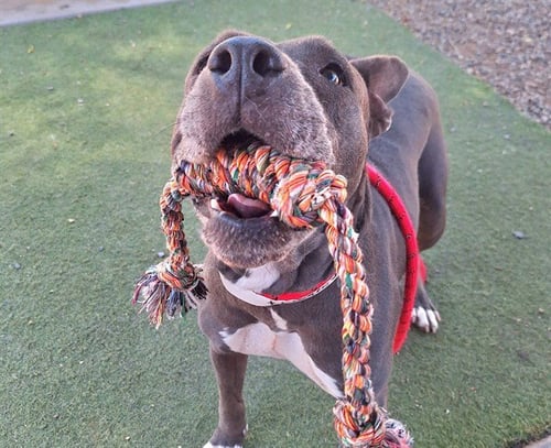 MARTINI - American Pit Bull Terrier available for adoption