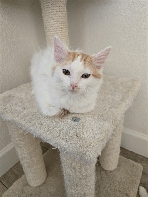PAULIE - Domestic Medium Hair for adoption in Phoenix
