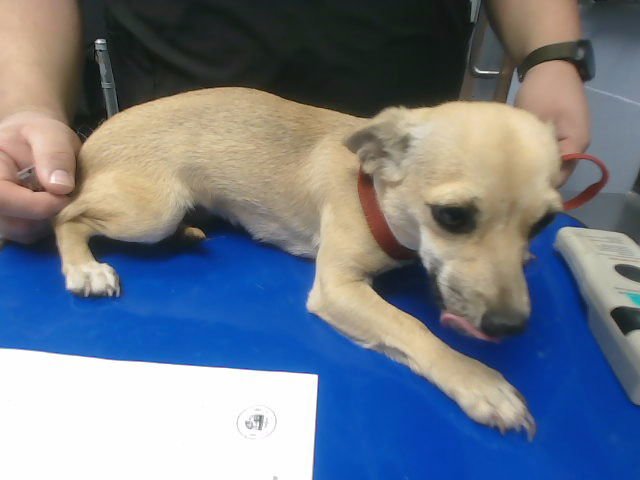 BUMBLE BEE - Chihuahua available for adoption