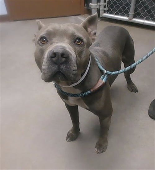GRAPE - American Pit Bull Terrier available for adoption