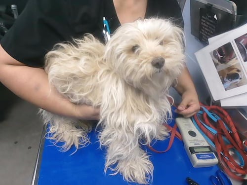 RICK - Maltese available for adoption