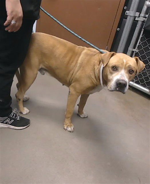 TEDDY - American Pit Bull Terrier available for adoption